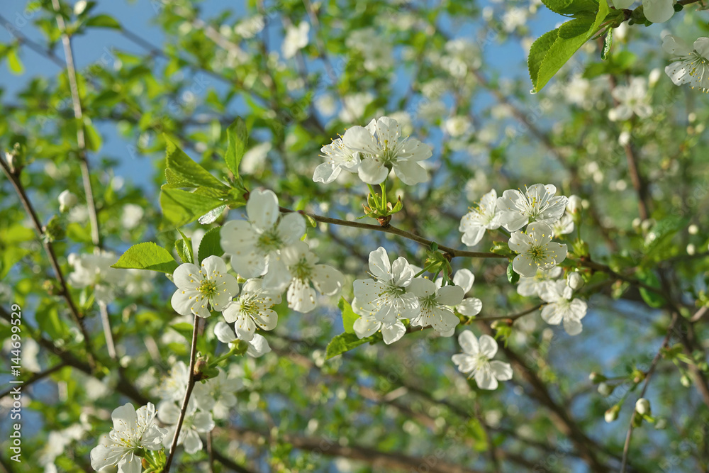 Cherry flowers on branch tree at the springtime in sunny day.
