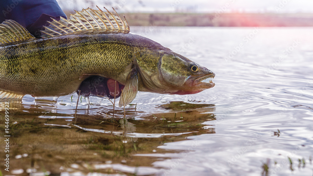 Fishing. I catch and release. Pike perch on freedom. Fishing. I catch and release. Pike perch on freedom.