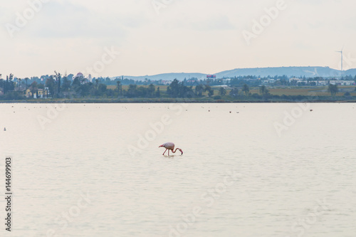 Pink flamingo standing in lake. photo