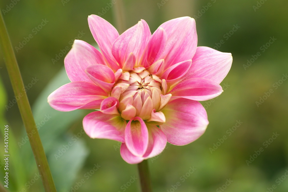 Pink dahlia Flower on the natural background, closeup photo Pink dahlia Flower on the natural background, closeup photo