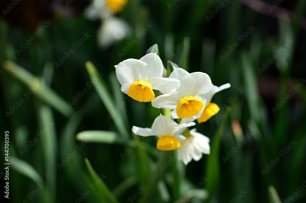 可憐に下向きに咲く、純白に黄色が鮮やかな、スイセン