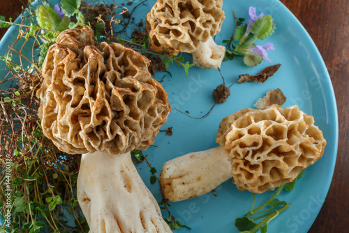 Mushrooms morel on a blue plate. Edible mushrooms.