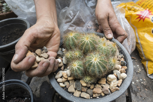 plant a beautiful cactus in the garden