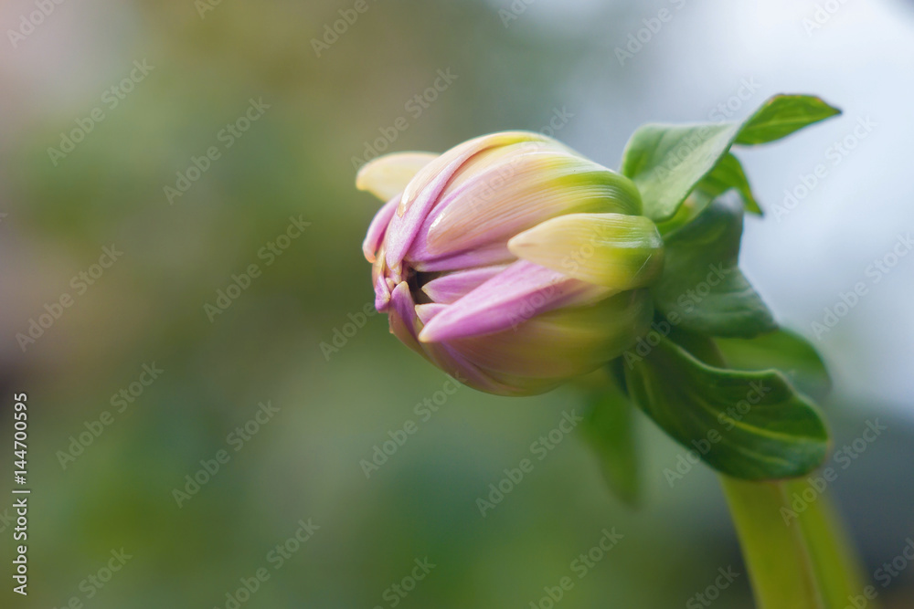 Pink Dahlia flower bud macro photo in summer garden Pink Dahlia flower bud macro photo in summer garden