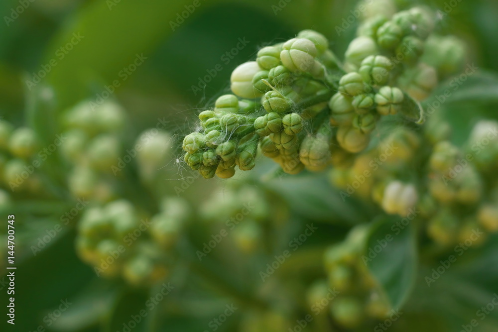 White lilac flowers with buds for a background, spring garden, syringe vulgaris