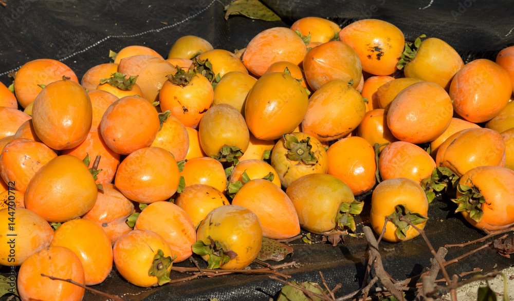 秋の食材、色づいた柿の収穫