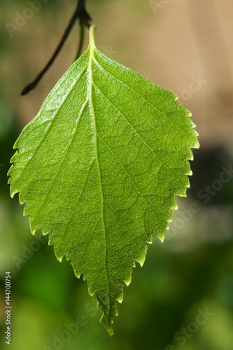 Beautiful macro photo of birch leaf on natural background © Dmitry