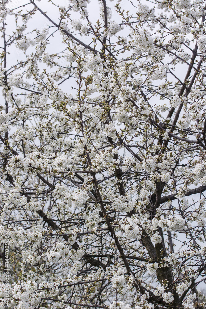 White cherry blossoms on a branch.
