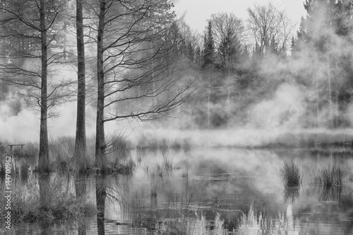 woud in water with fog