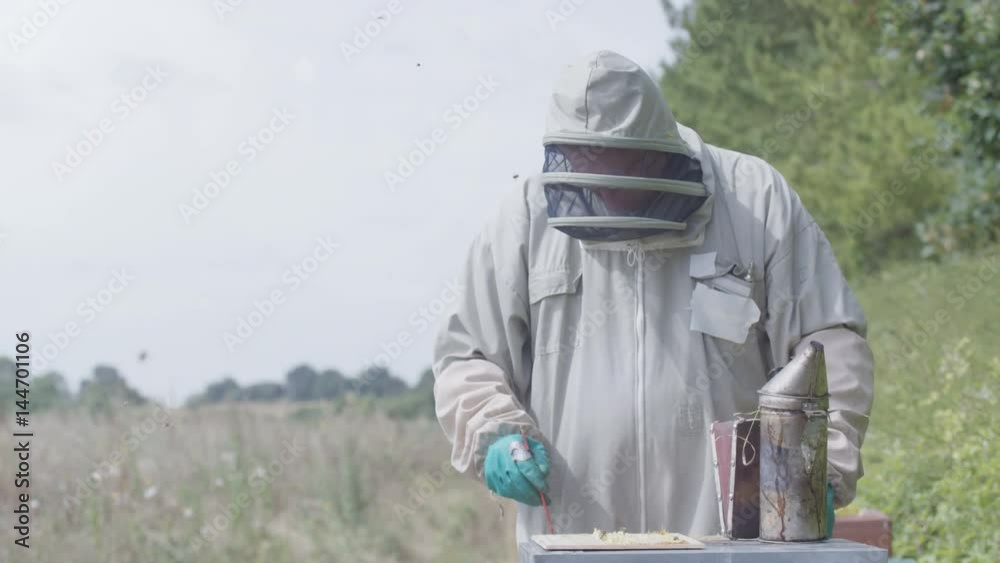Bee keeper lifting out honeycomb from the hive to take a look Bee keeper lifting out honeycomb from the hive to take a look