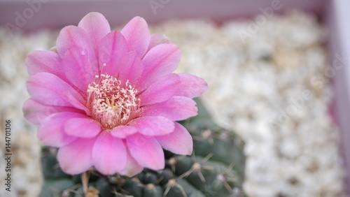 The Pink Cactus Flower