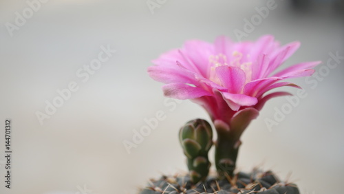 The Pink Cactus Flower