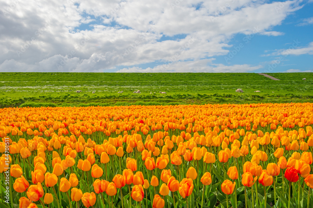 Field with tulips below a blue cloudy sky in spring