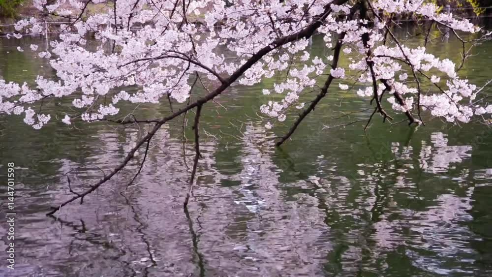水面に映る桜 水面に映る桜