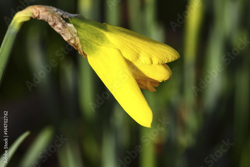 Fototapeta Naklejka Na Ścianę i Meble -  Springtime daffodils