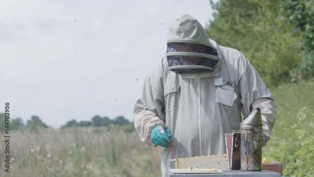 Bee keeper lifting out honeycomb from the hive to take a look Bee keeper lifting out honeycomb from the hive to take a look