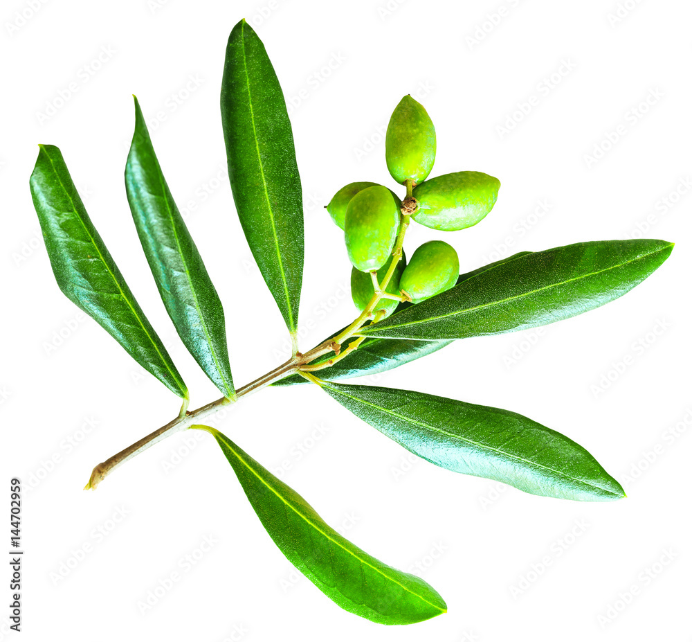 Olive branch with leaves and fruit isolated on white background