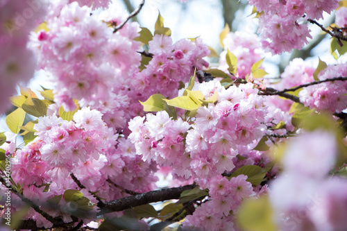 Rosa Kirschblüten im Frühling
