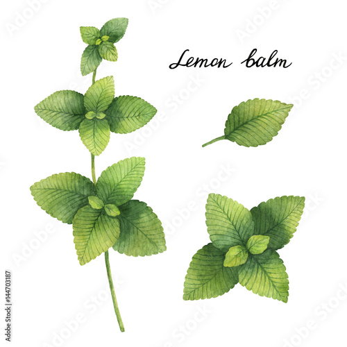 Hand drawn watercolor botanical illustration of Lemon balm.