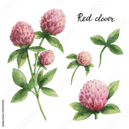 Hand drawn watercolor botanical illustration of Red clover.