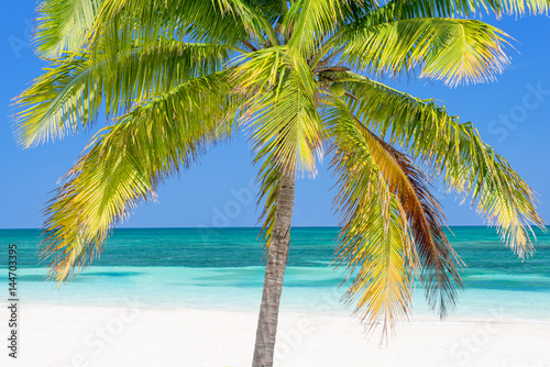 Fototapeta Naklejka Na Ścianę i Meble -  Beach with palm tree, Cayo Levisa, Cuba