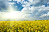 Bright yellow flower field with sun, beautiful spring landscape, rapeseed