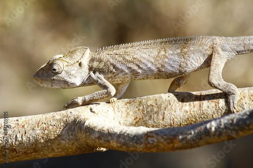 Oustalet's Chameleon (Furcifer Oustaleti) - Rare Madagascar Endemic Reptile photo