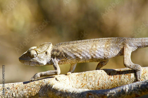 Oustalet's Chameleon (Furcifer Oustaleti) - Rare Madagascar Endemic Reptile photo