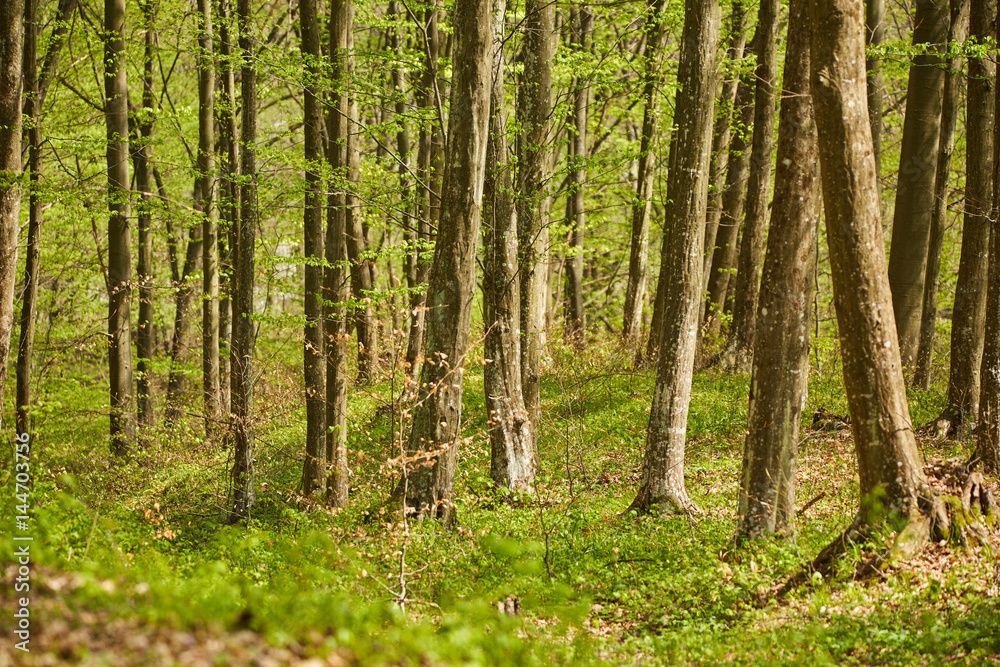 Beech trees in the forest Beech trees in the forest