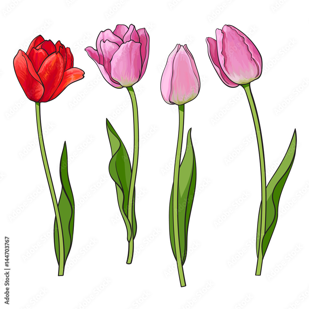 Fototapeta premium Ręcznie rysowane zestaw widok z boku czerwony, różowy kwiat otwarty i zamknięty tulipan, styl szkic wektor ilustracja na białym tle. Realistyczny rysunek ręka kwiatów tulipanów, element dekoracji