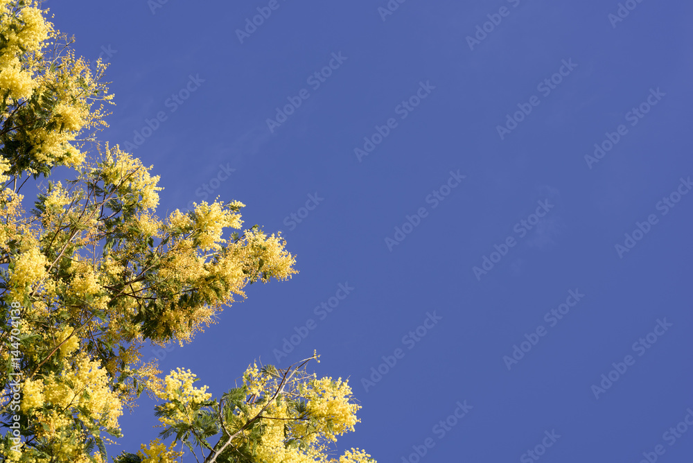 mimosa sur fond de ciel bleu