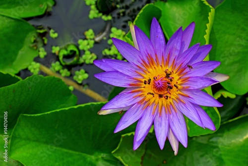 Purple lotus with many bee.