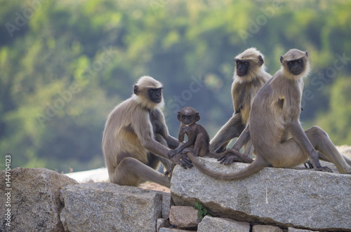 Animal a monkey in India South flat Langur in the ancient city of Hapmi in India
