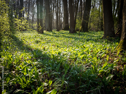 Spring forest in Litovelske pomoravi, Czech Repbublic photo