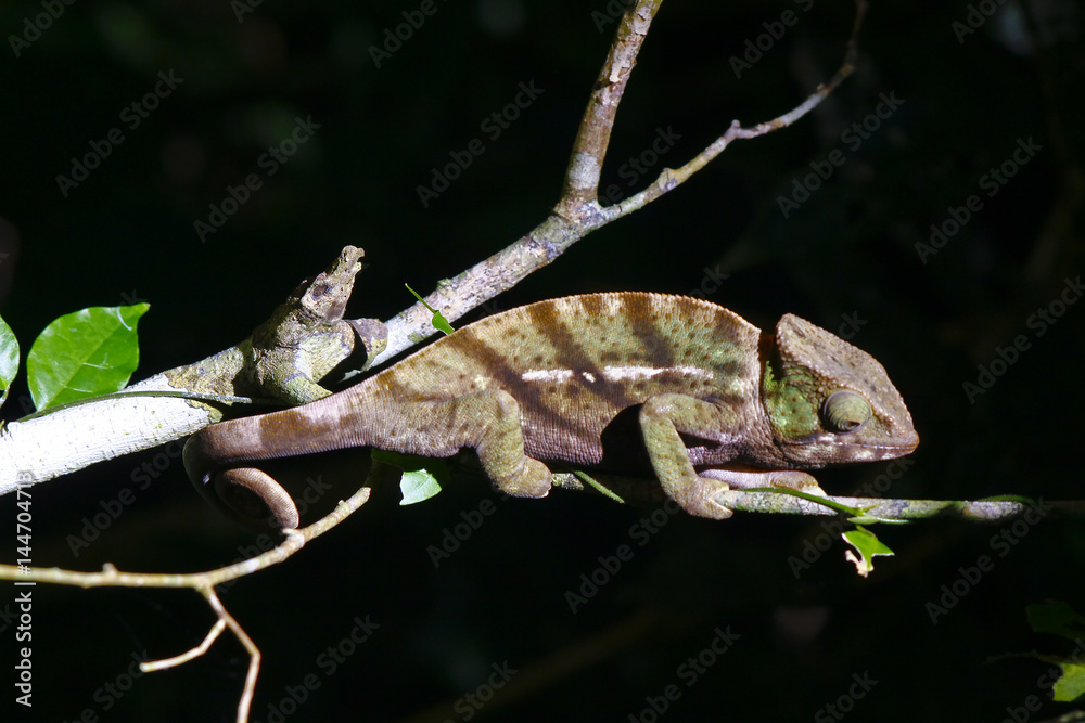 O'Shaugnessy's Chameleon (Calumma oshaughnessyi) - Rare Madagascar Endemic Reptile, Ranamafana O'Shaugnessy's Chameleon (Calumma oshaughnessyi) - Rare Madagascar Endemic Reptile, Ranamafana
