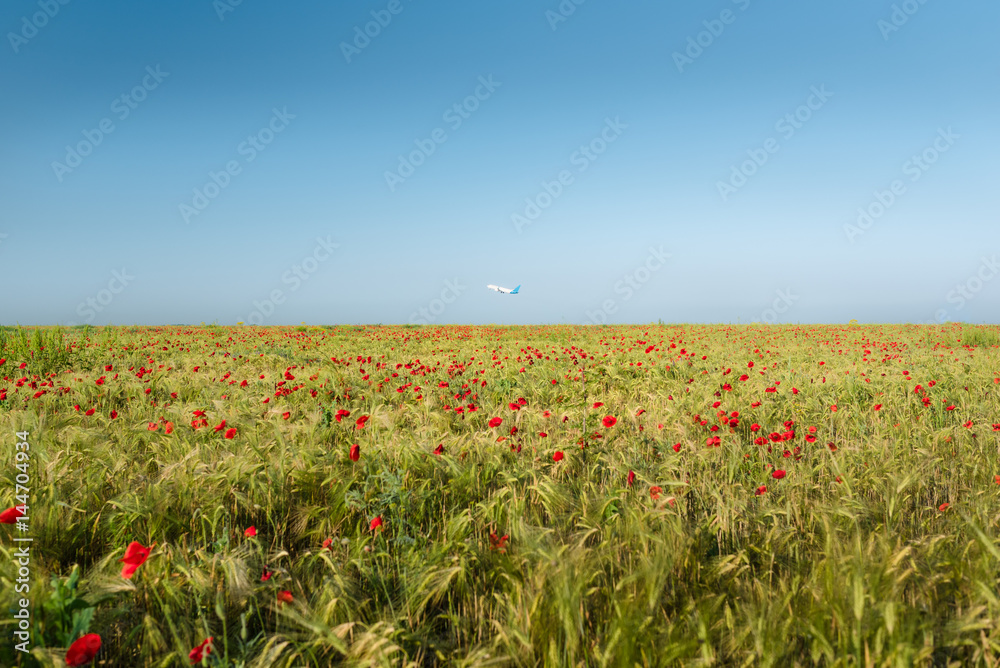 View at uncultivated field with poppy flowers of red color and wheat. Airplane flies up at the background. Summer landscape