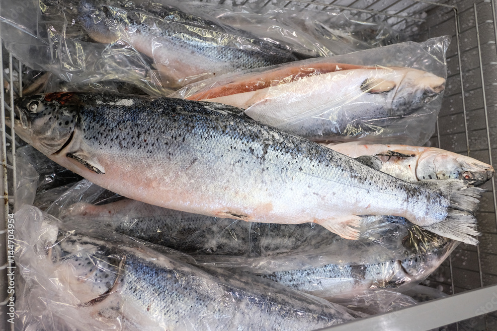 Salmon in freezer. Salmon in freezer.