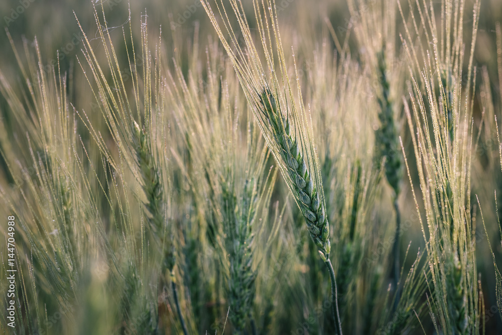Obraz premium Macro photo of green wheat spikelet at sunset. Wheat field at sunrise.