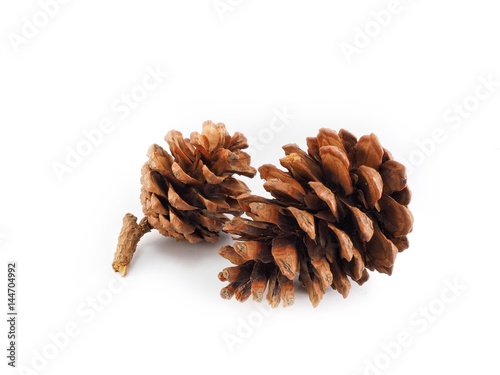 Isolated pinecones on white background