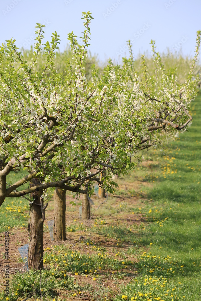 Apfelbaumplantage in Franken im Frühjahr