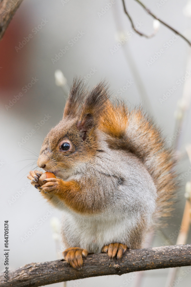Fototapeta premium squirrel on a tree