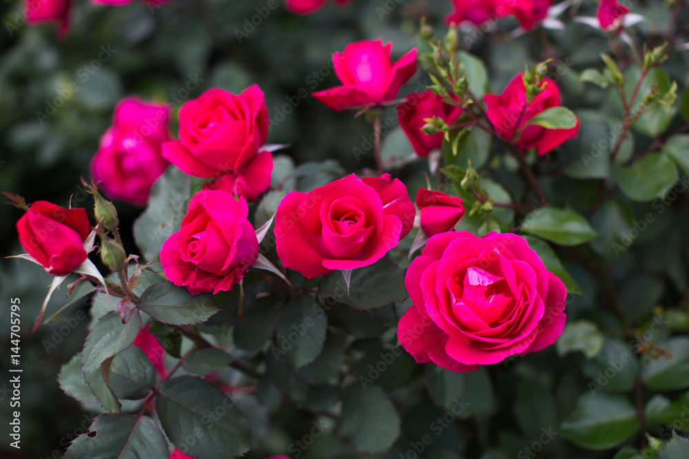 Red rose in the garden