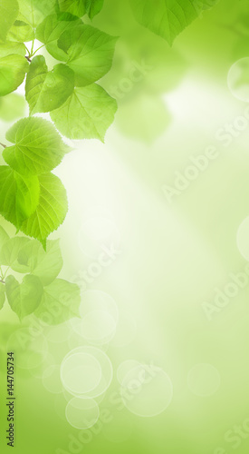 Linden Leaves on Abstract Summer Wallpaper Background