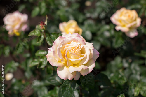 White rose in the garden