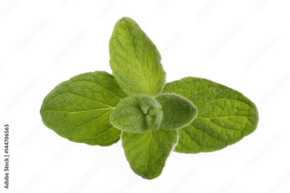 oregano leaves isolated oregano leaves isolated