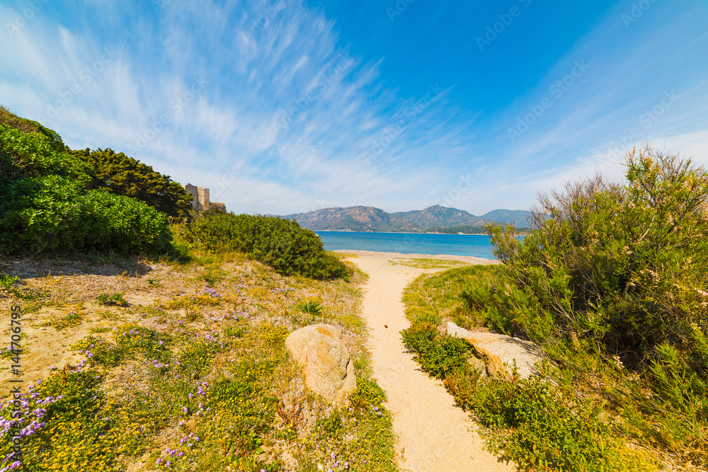 Fototapeta premium Plants in Fortezza Vecchia beach