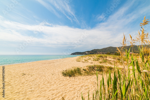 Plants in Solanas beach