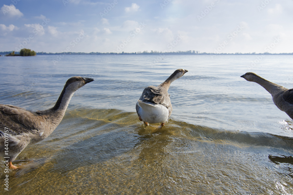 Fototapeta premium Geese on the shore of the river gulf 2