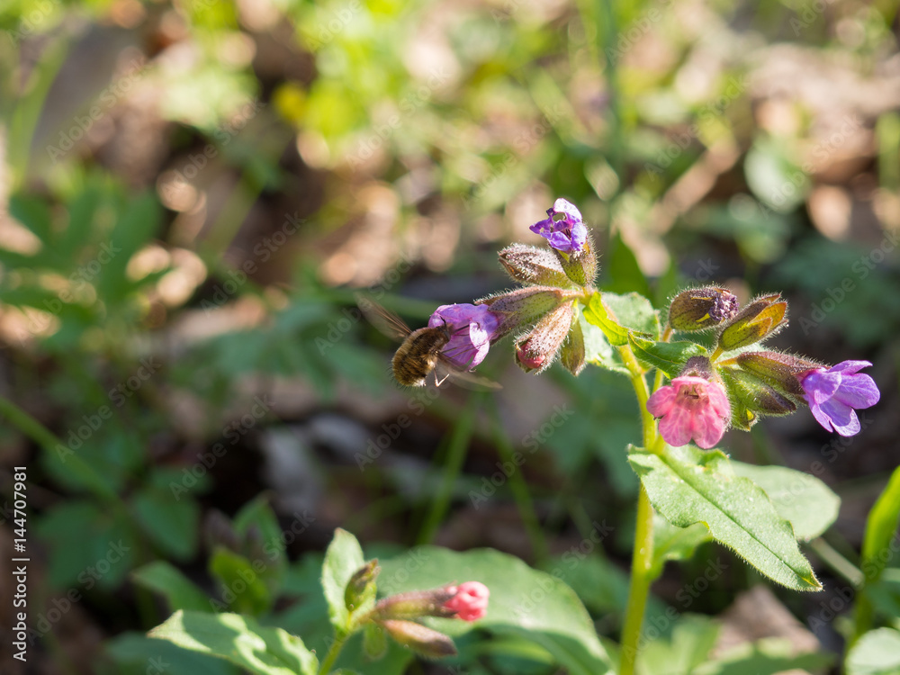 Pulmonaria obscura - unspotted lungwort or Suffolk Lungwort Pulmonaria obscura - unspotted lungwort or Suffolk Lungwort