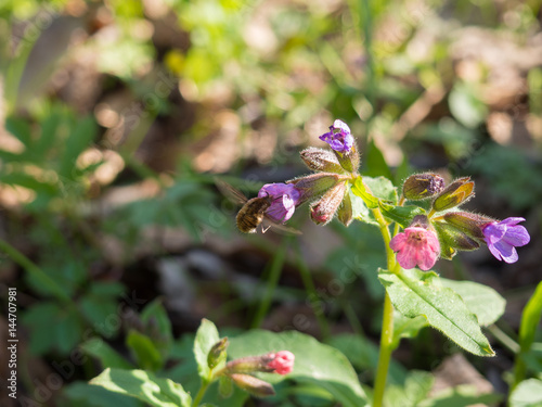 Pulmonaria obscura - unspotted lungwort or Suffolk Lungwort